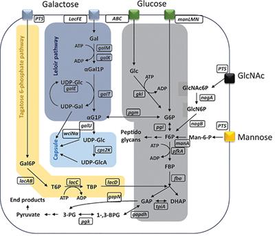 Carbon source–dependent capsule thickness regulation in Streptococcus pneumoniae